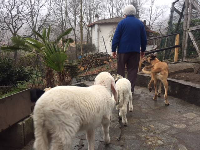 Agnellini scampati alla morte al Rifugio animali felici