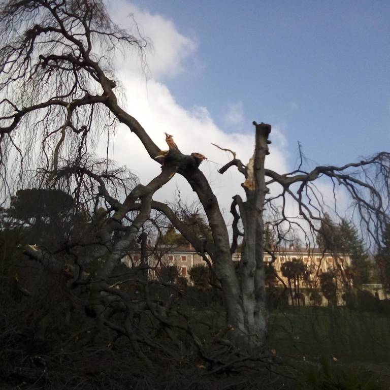 Faggio Villa Mylius