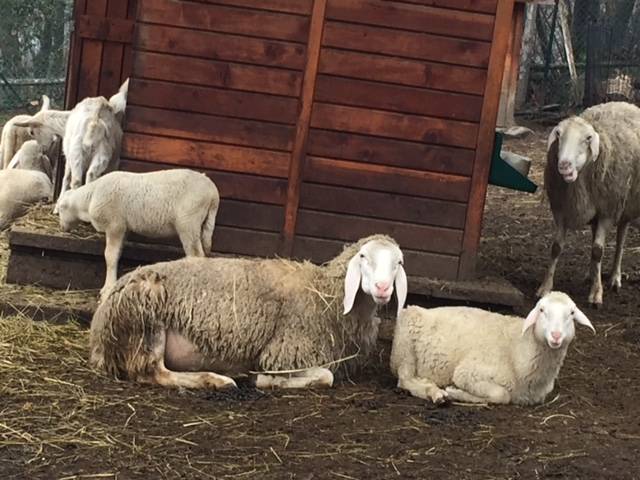 Incendio Azzio, le indagini