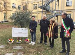lapide habermann ospedale busto arsizio