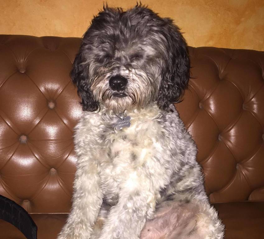 toby