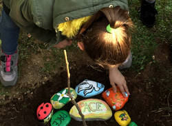 venegono inferiore - kaki tree project