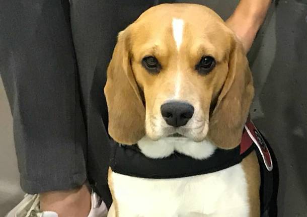 animali persi cane beagle