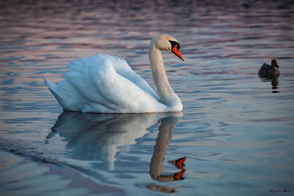 Un cigno alla Schiranna