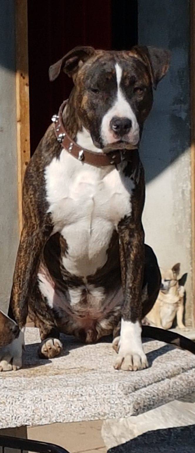 smarrimento cane american staffordshire terrier (AMSTAFF)