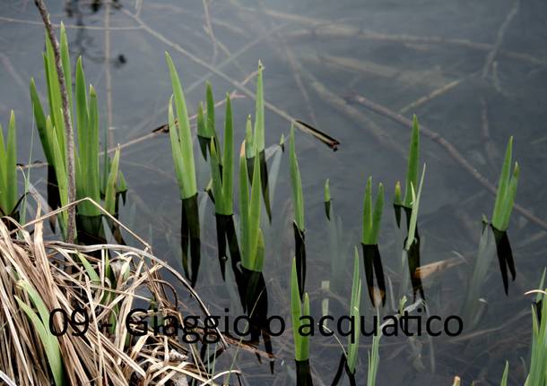 Al Laghetto di Brinzio