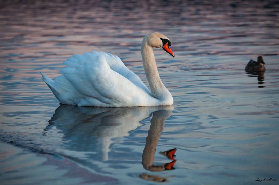 Cigno allo specchio
