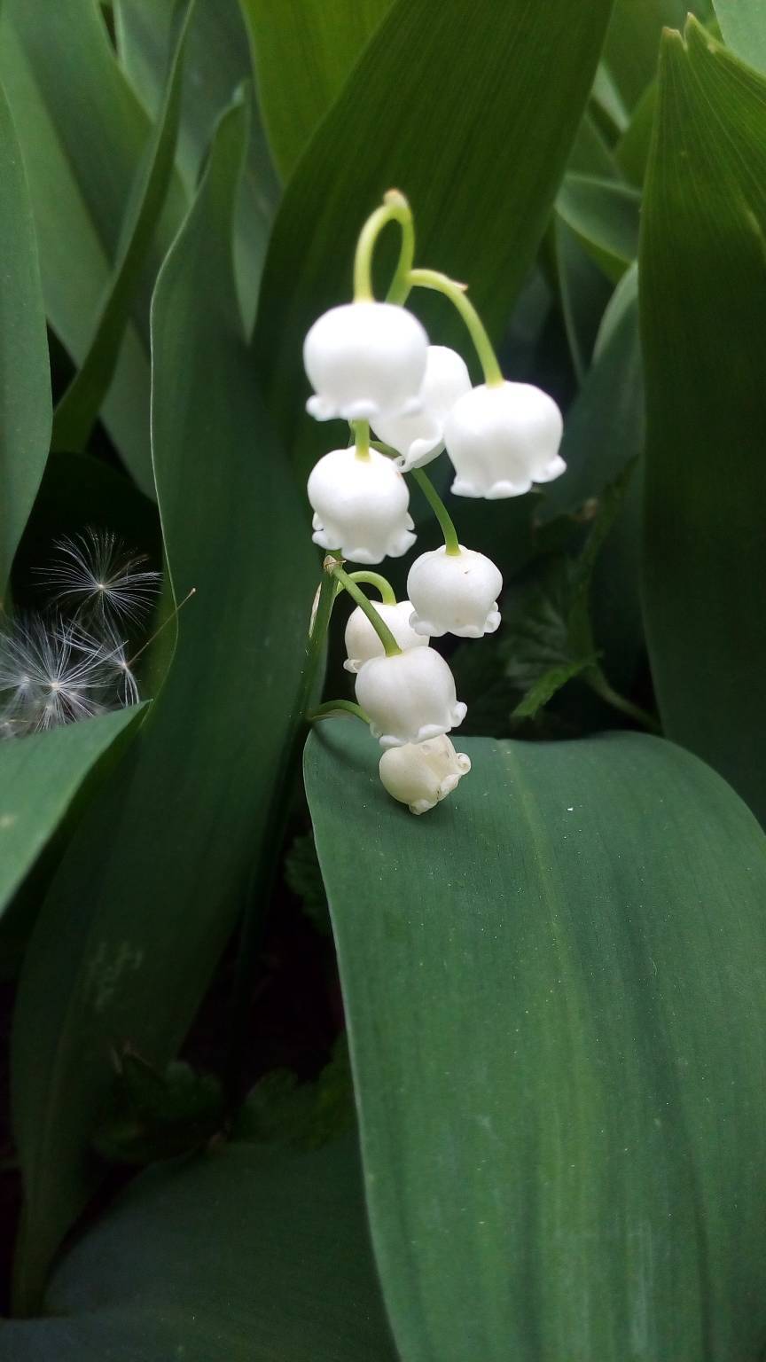 concorso la tua primavera 7