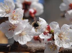 Concorso “La tua primavera”, tutte le foto - 9