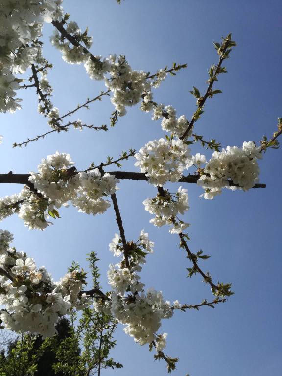 Concorso “La tua primavera”, tutte le foto - 9