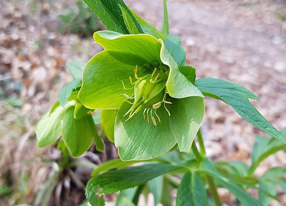 Elleboro selvatico - foto Amici del Monte Orsa