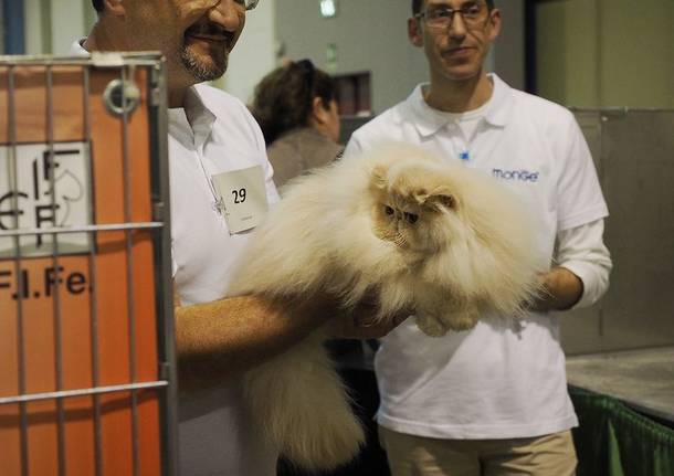 Cat Show, ecco le foto della manifestazione a Malpensafiere