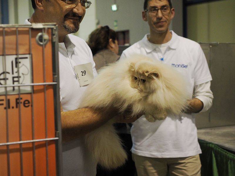 Il Cat Show a Malpensafiere 