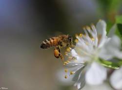 La frenetica raccolta del Polline