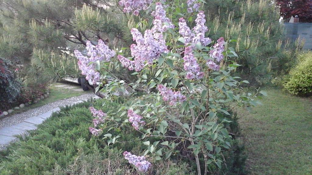 La tua primavera - 3