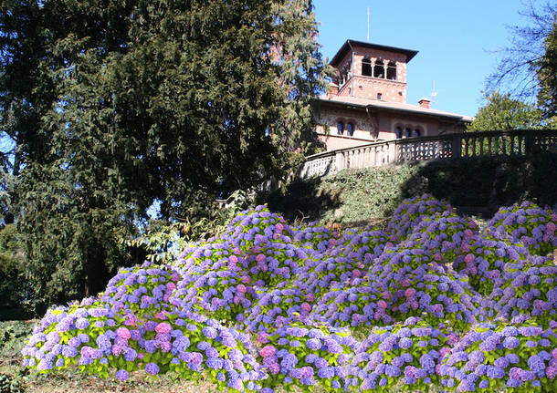 Le ortensie "abbracciano" Villa Montevecchio