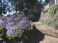 Le ortensie "abbracciano" Villa Montevecchio