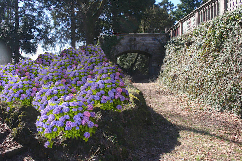 Le ortensie "abbracciano" Villa Montevecchio