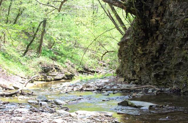 Monte San Giorgio: tra montagna e "vecchi" tropici