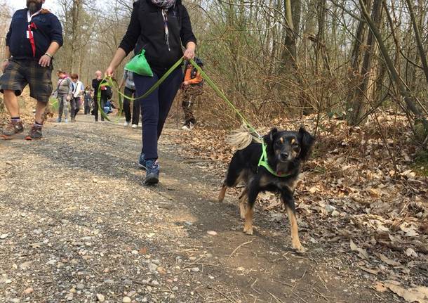Passeggiata nel bosco con gli amici a quattro zampe