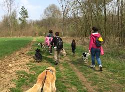 Passeggiata nel bosco con gli amici a quattro zampe