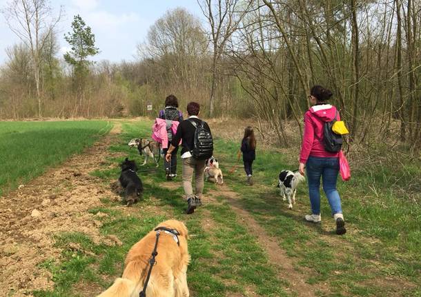 Passeggiata nel bosco con gli amici a quattro zampe