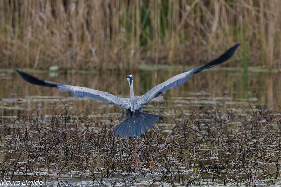 Uccelli da Oggi nel Varesotto