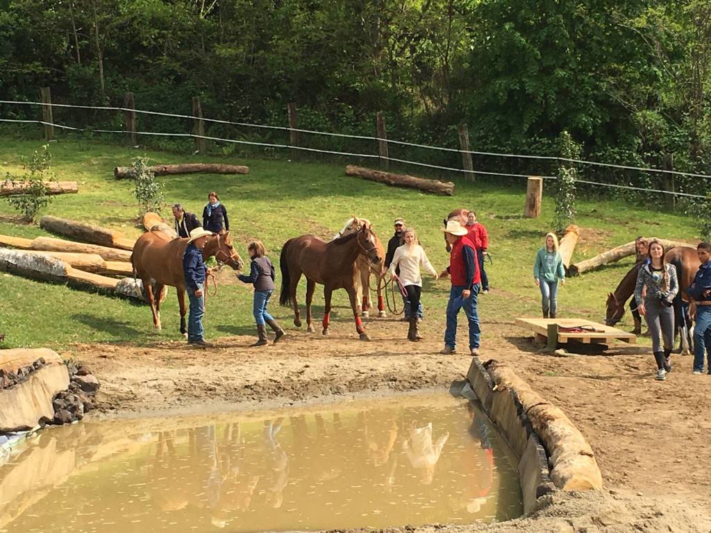 Badi Farm estate 2018