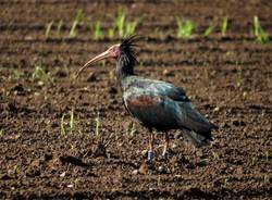 Bisuschio - Ibis eremita