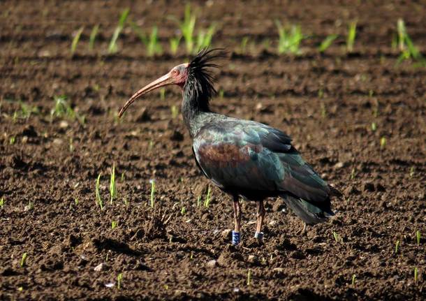 Due Ibis eremita nelle campagne di Bisuschio