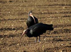 Bisuschio - Ibis eremita