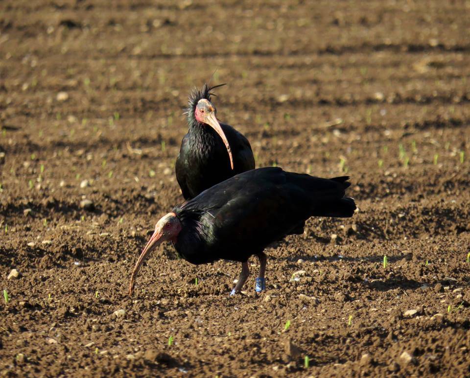 Bisuschio - Ibis eremita