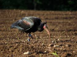 Bisuschio - Ibis eremita