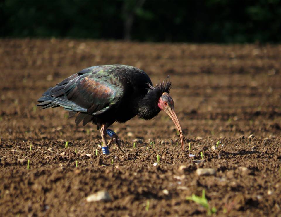 Bisuschio - Ibis eremita