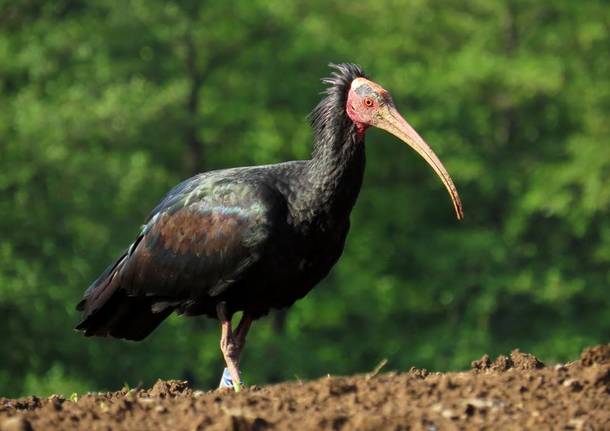 Bisuschio - Ibis eremita