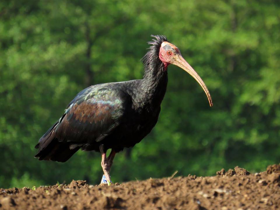 Bisuschio - Ibis eremita