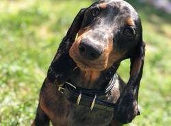 cane