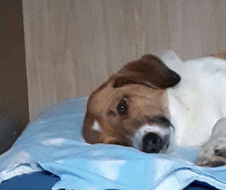 cane
