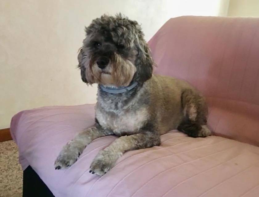 cane