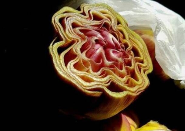 Foodgraphia, quando il cibo diventa arte