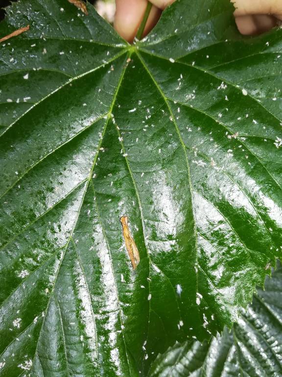 Piante Corso Leonardo da Vinci