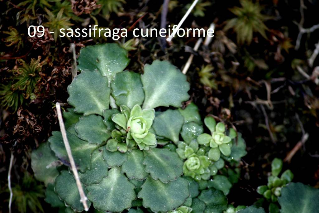 Dall’Osteria Irma al prato magro della Punta di Mezzo