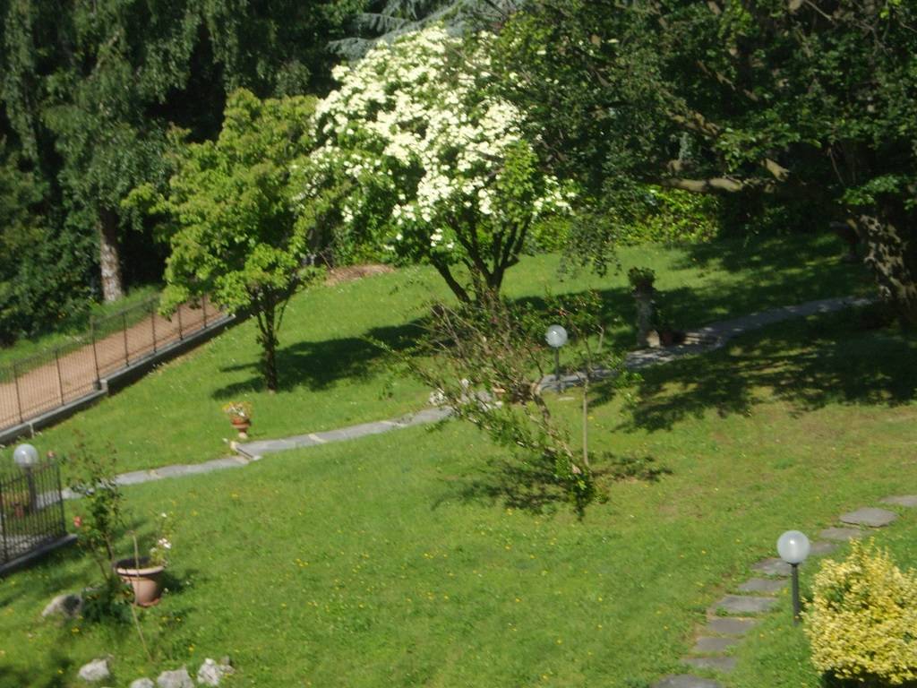 L\'albero dei fazzoletti (Davidia involucrata)