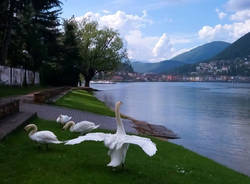 Cigni a Lavena Ponte Tresa - foto di Elena Impe