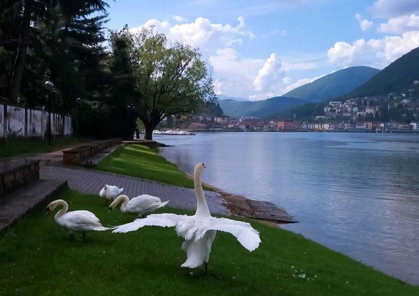 Cigni a Lavena Ponte Tresa - foto di Elena Impe