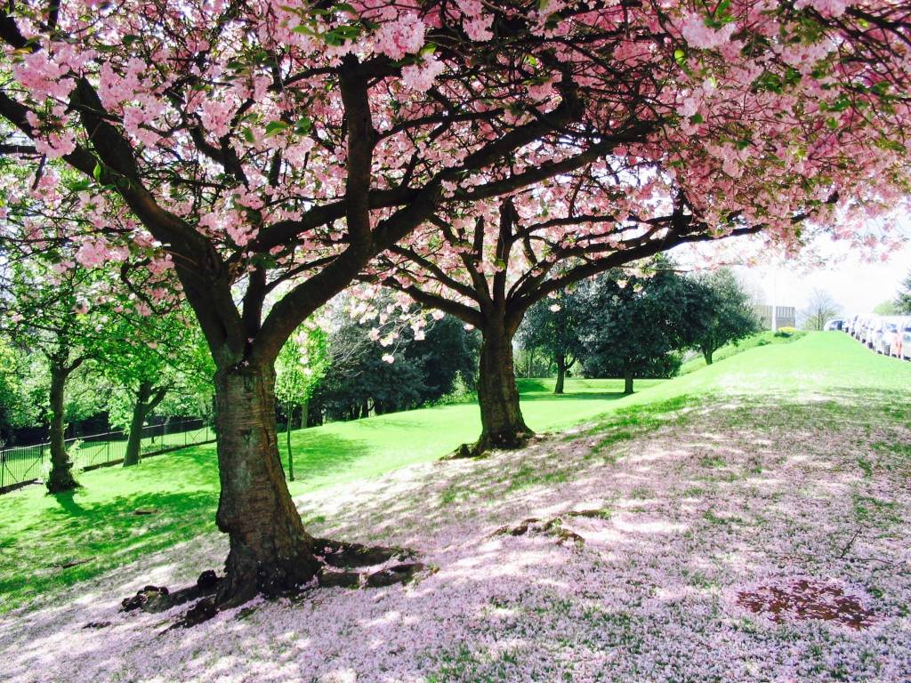 Concorso "La tua Primavera", tutte le foto - 13