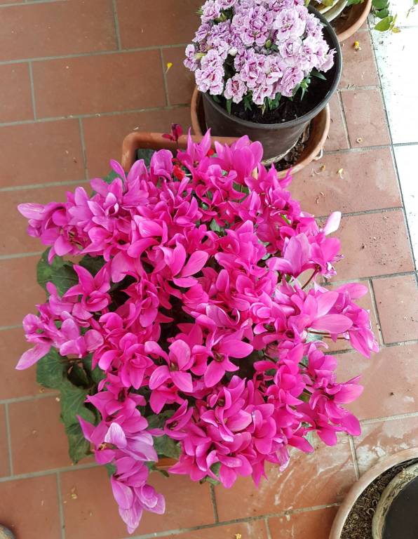 Concorso "La tua Primavera", tutte le foto - 14