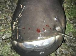pesce siluro lago di varese
