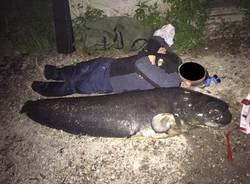 pesce siluro lago di varese
