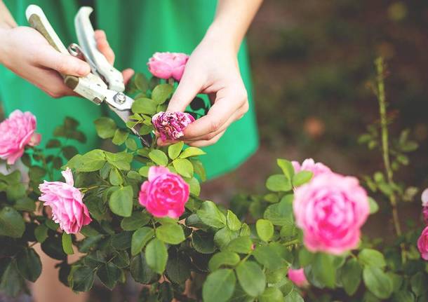 Rose e giardinaggio